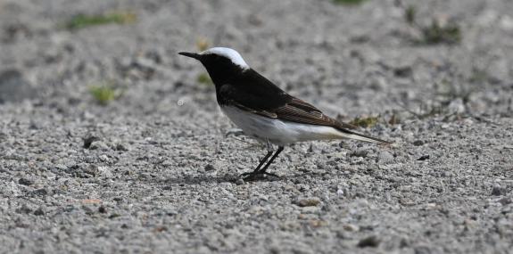 Western Lesvos birdwatching