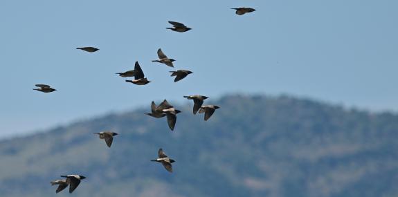 Agia Paraskevi birdwatching