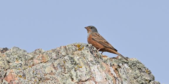 Western Lesvos birdwatching