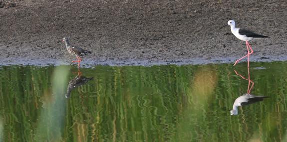 Spotted Redshank and Black-winged Stilt at Mesotopos Pools