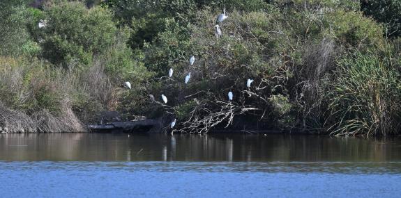 Egrets and Herons in Metochi lake