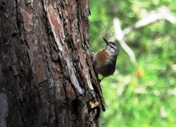 Πευκοτσοπανάκος - Kruper's Nuthatch - Howard Vaughan TWITTER