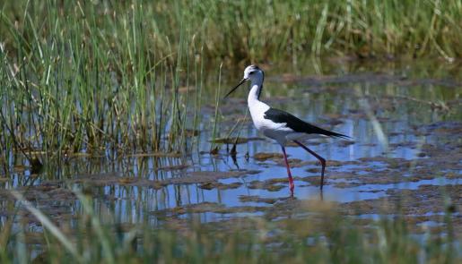 Agia Paraskevi birdwatching