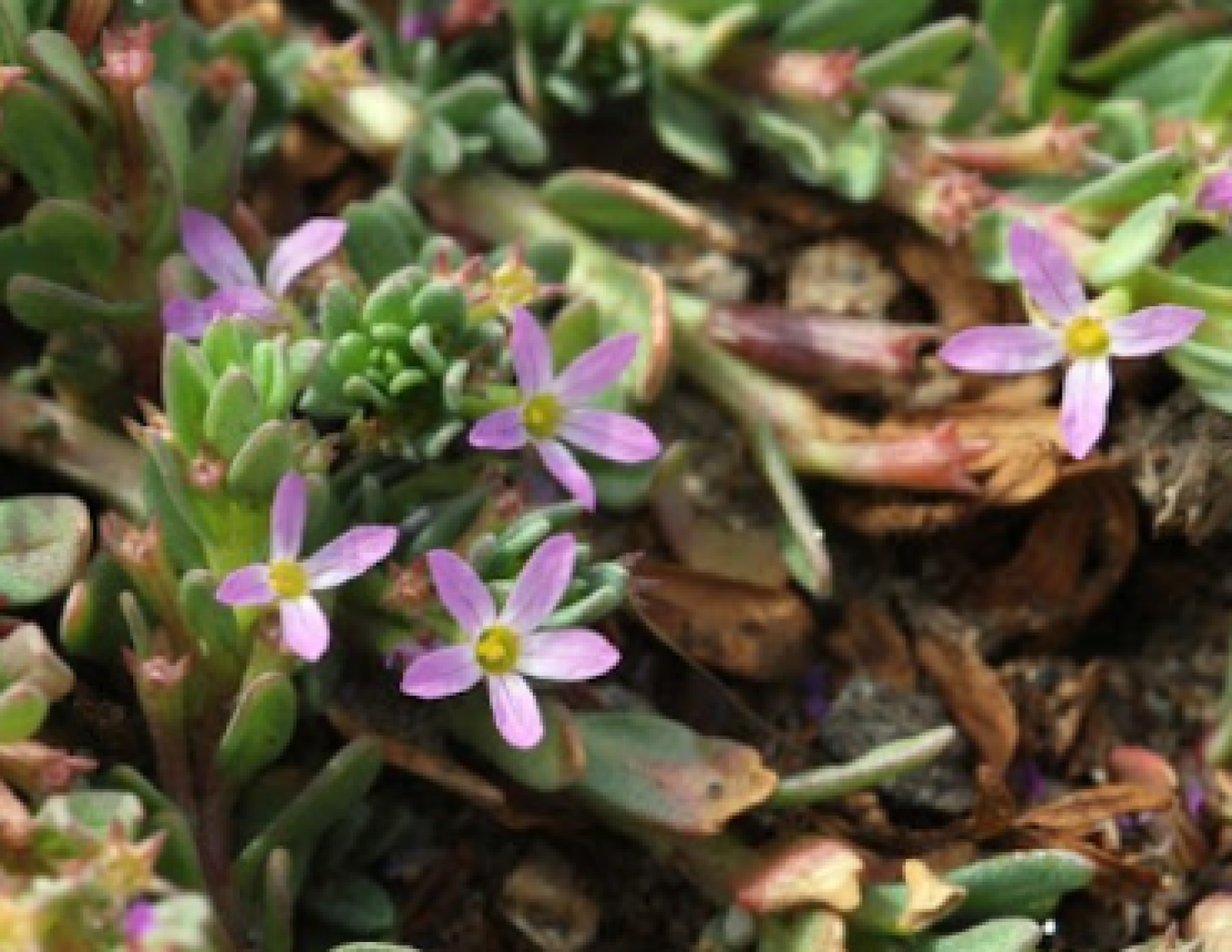 Lythrum tribracteatum