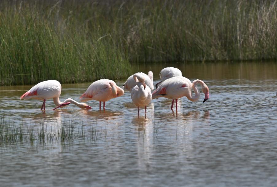 PHROS_Kalami marsh_220412_Eleni Galinou